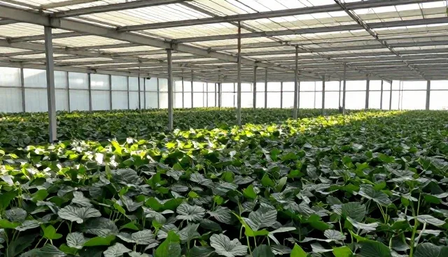 在线网站设计,助力黄页平台实现手机定制网站建设